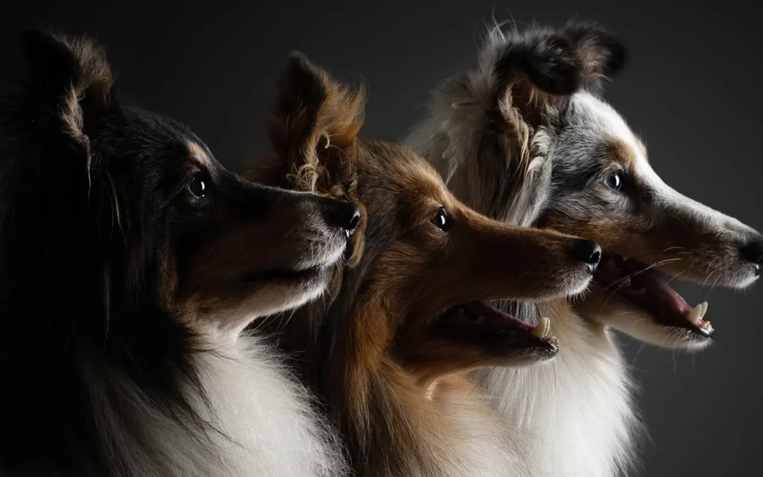 European Dog Show och Swedish Winner Show