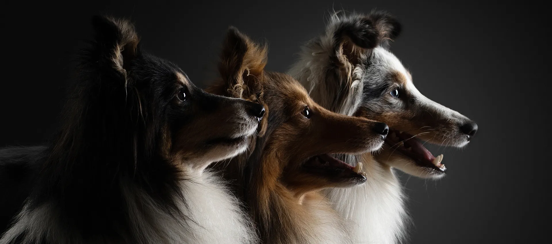 Stockholmsmassans - Kalender